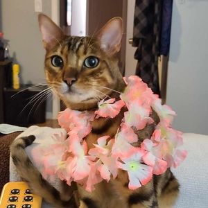 Meet your Posher, Arianna